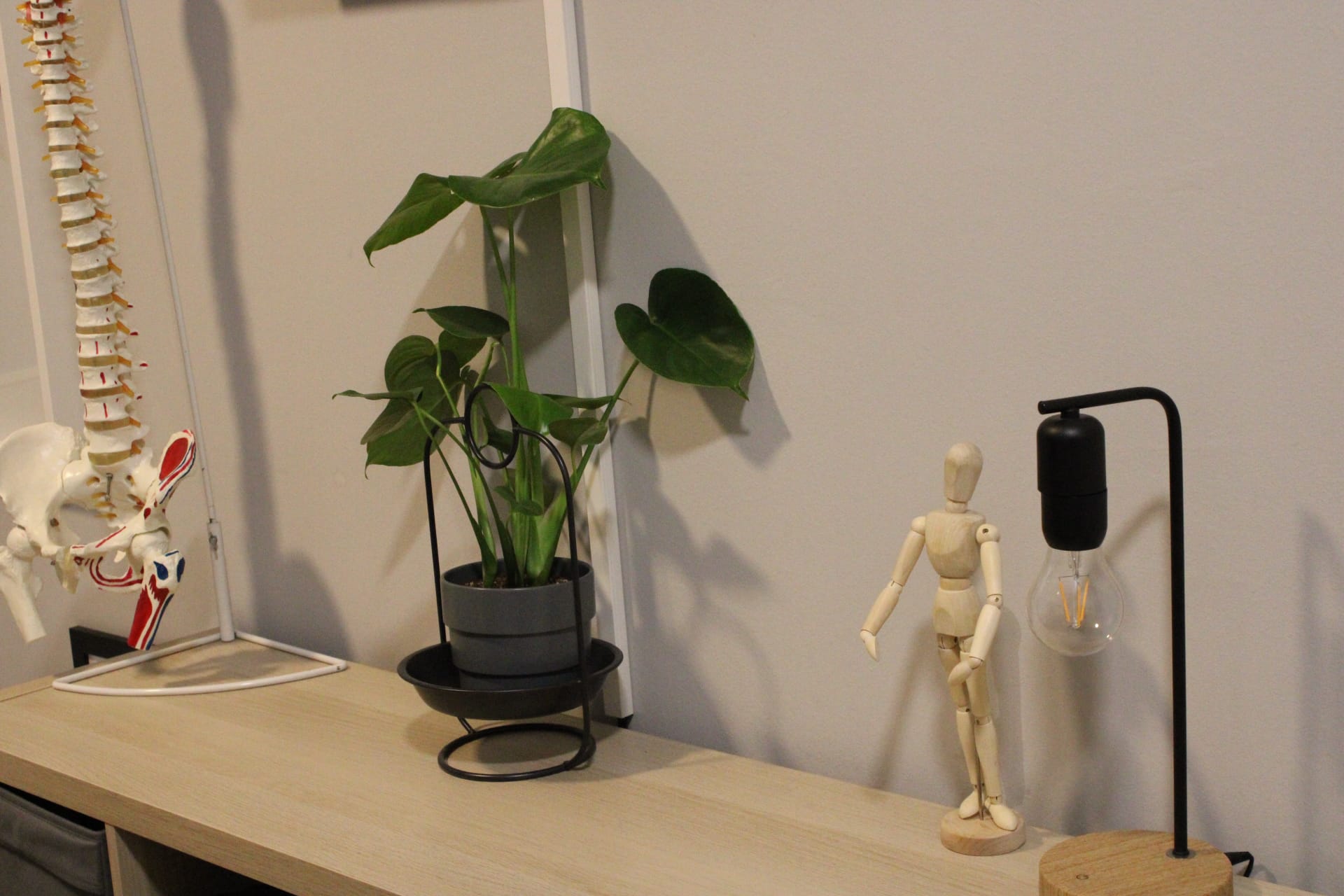 Fizioterapeutska ordinacija s anatomskim modelima